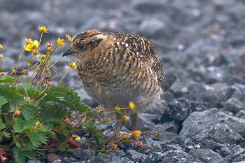 ライチョウ 場所が不明 2021年7月23日(金)