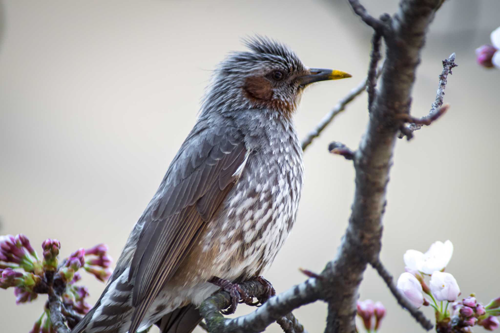 Photo of Brown-eared Bulbul at 道明寺天満宮 by tatsuya