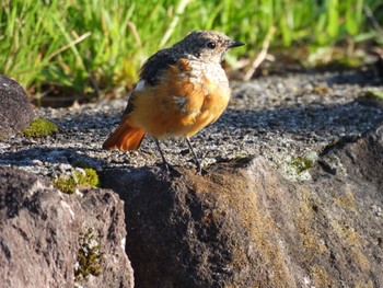 Daurian Redstart ジョウビタキ♂ Sun, 7/25/2021