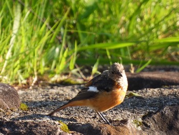 Daurian Redstart ジョウビタキ♂ Sun, 7/25/2021