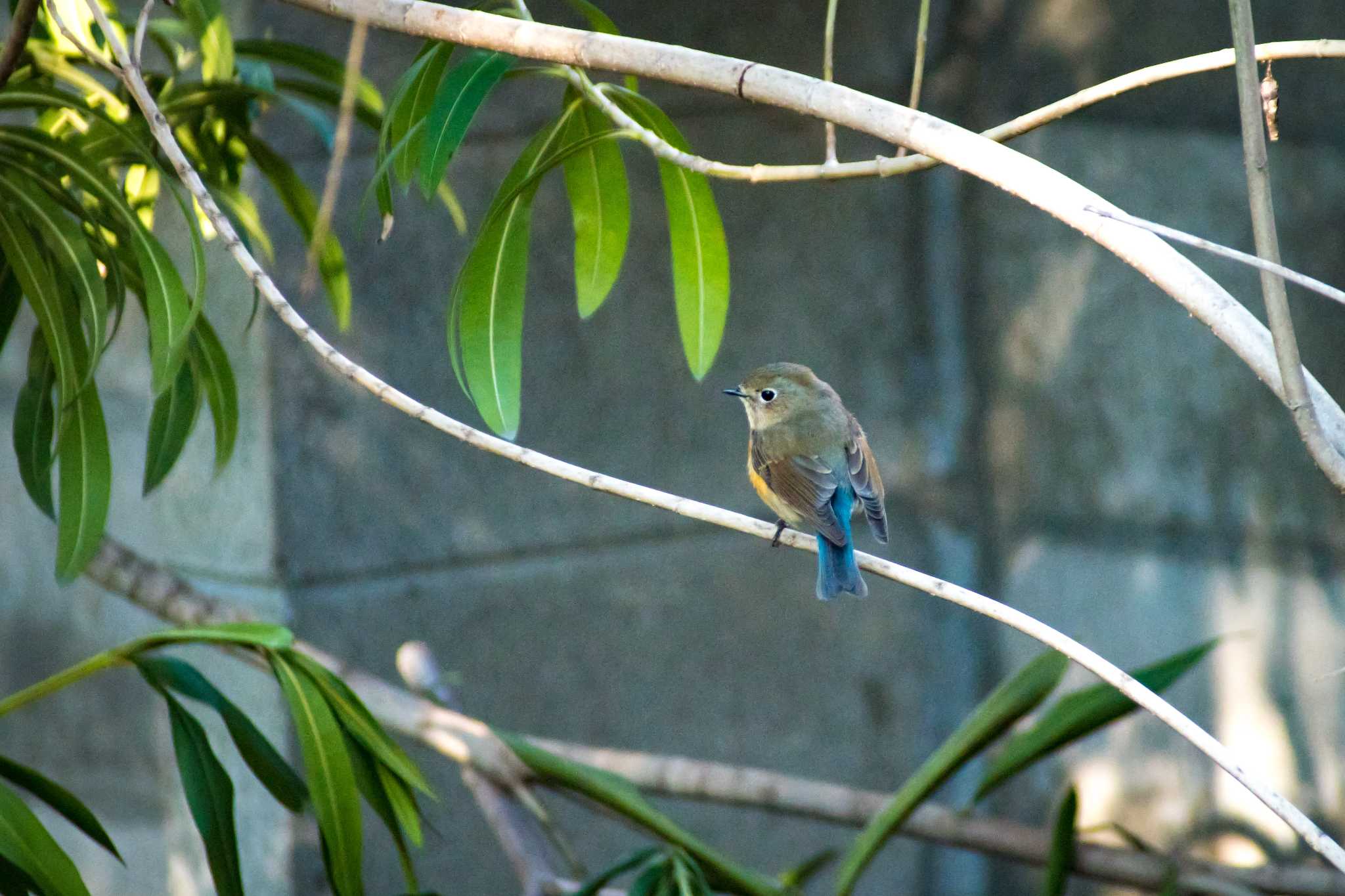 Photo of Red-flanked Bluetail at 道明寺天満宮 by tatsuya