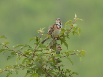 Unknown Species 霧ヶ峰 Sat, 7/24/2021