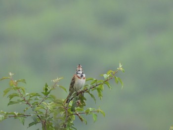 Unknown Species 霧ヶ峰 Sat, 7/24/2021