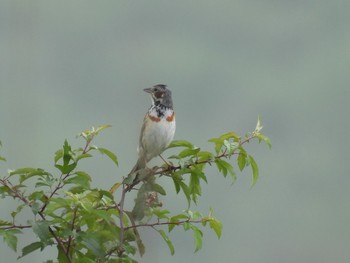 2021年7月24日(土) 霧ヶ峰の野鳥観察記録