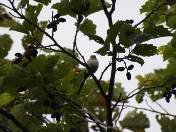 Long-tailed Tit 吐竜の滝 Sun, 7/25/2021