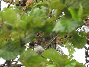 2021年7月25日(日) 吐竜の滝の野鳥観察記録