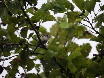 Long-tailed Tit 吐竜の滝 Sun, 7/25/2021