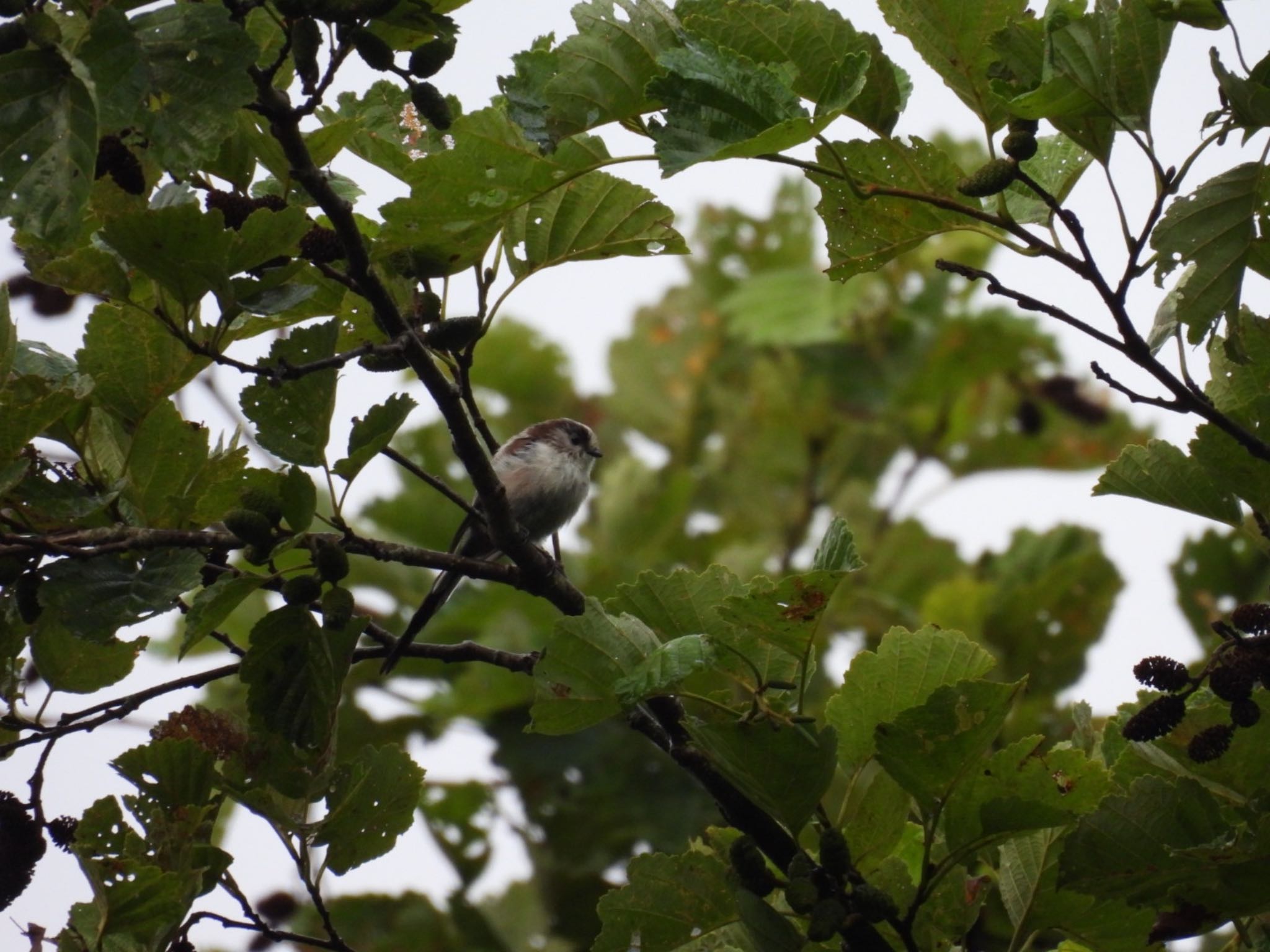 Long-tailed Tit