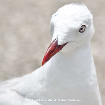 Silver Gull Ishigaki Island Mon, 6/28/2021