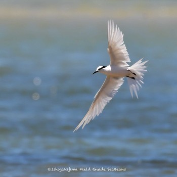 Black-naped Tern Ishigaki Island Fri, 7/9/2021