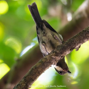 Japanese Tit(nigriloris) Ishigaki Island Mon, 7/12/2021