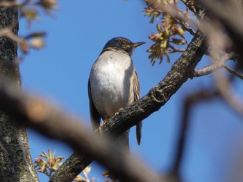 シロハラ 長居公園植物園 2017年4月2日(日)