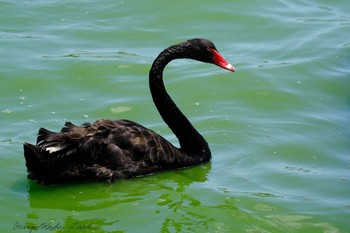 Black Swan 千波湖公園 Sun, 7/25/2021