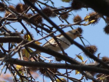 Brambling Nagai Botanical Garden Sun, 4/2/2017