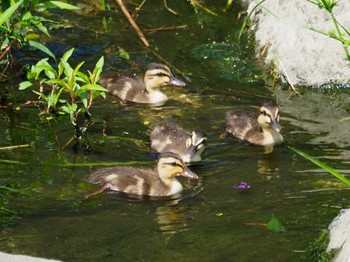 Eastern Spot-billed Duck 大阪府 Sun, 7/25/2021