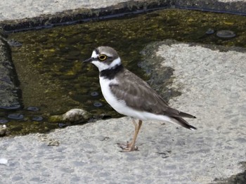 Little Ringed Plover 大阪府 Sun, 7/25/2021