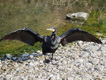 Great Cormorant 大阪府 Sun, 7/25/2021