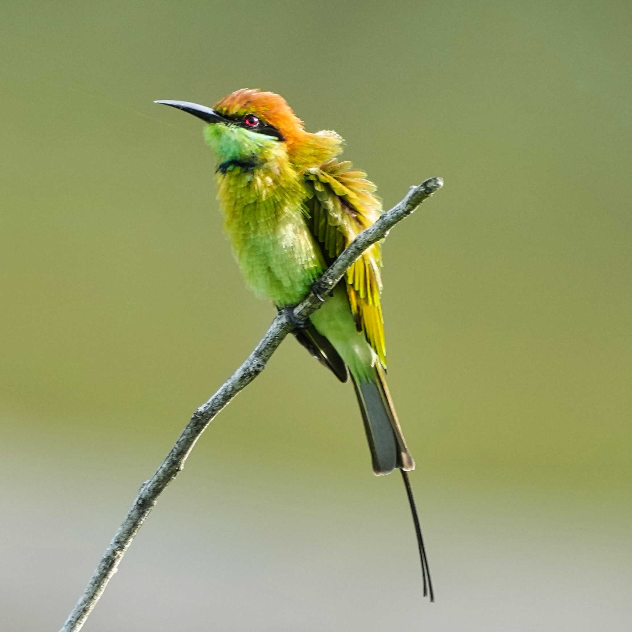 Khao Mai Keao Reservation Park チャガシラハチクイの写真 by span265