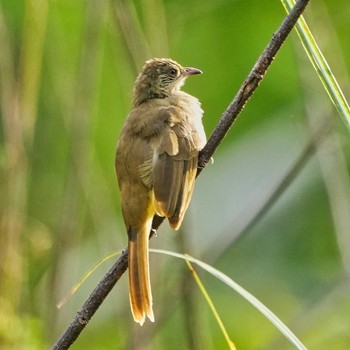 Streak-eared Bulbul Khao Mai Keao Reservation Park Mon, 7/26/2021