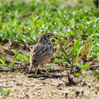 Indochinese Bush Lark Khao Mai Keao Reservation Park Mon, 7/26/2021