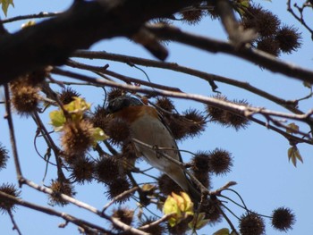 Brambling Nagai Botanical Garden Sun, 4/2/2017