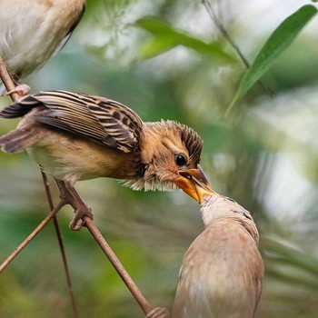 2021年7月26日(月) Khao Mai Keao Reservation Parkの野鳥観察記録