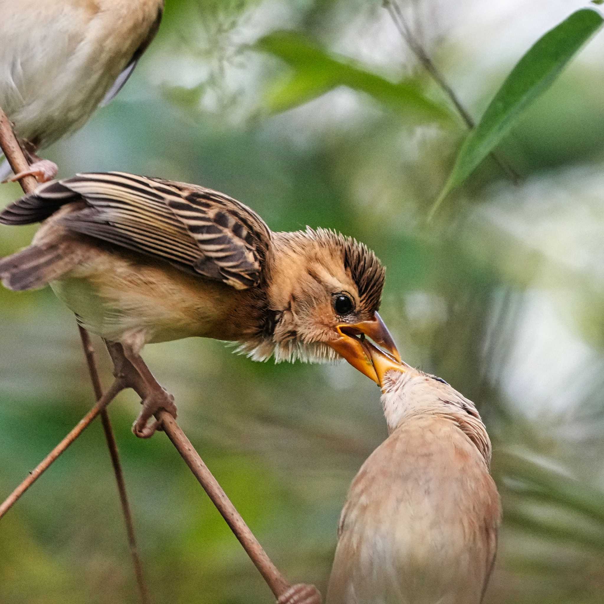 キムネコウヨウジャク