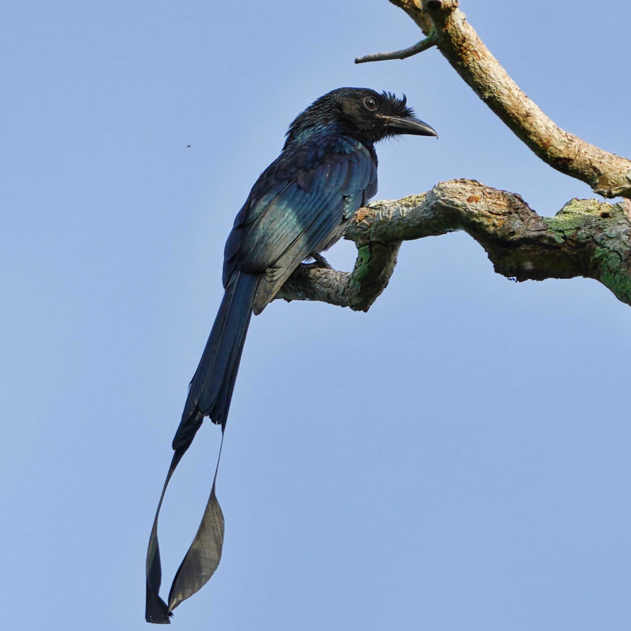 Khao Mai Keao Reservation Park ヒメオウチュウの写真 by span265