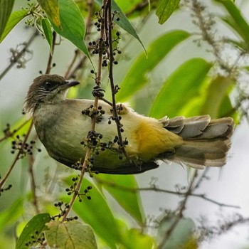 Streak-eared Bulbul Khao Mai Keao Reservation Park Mon, 7/26/2021