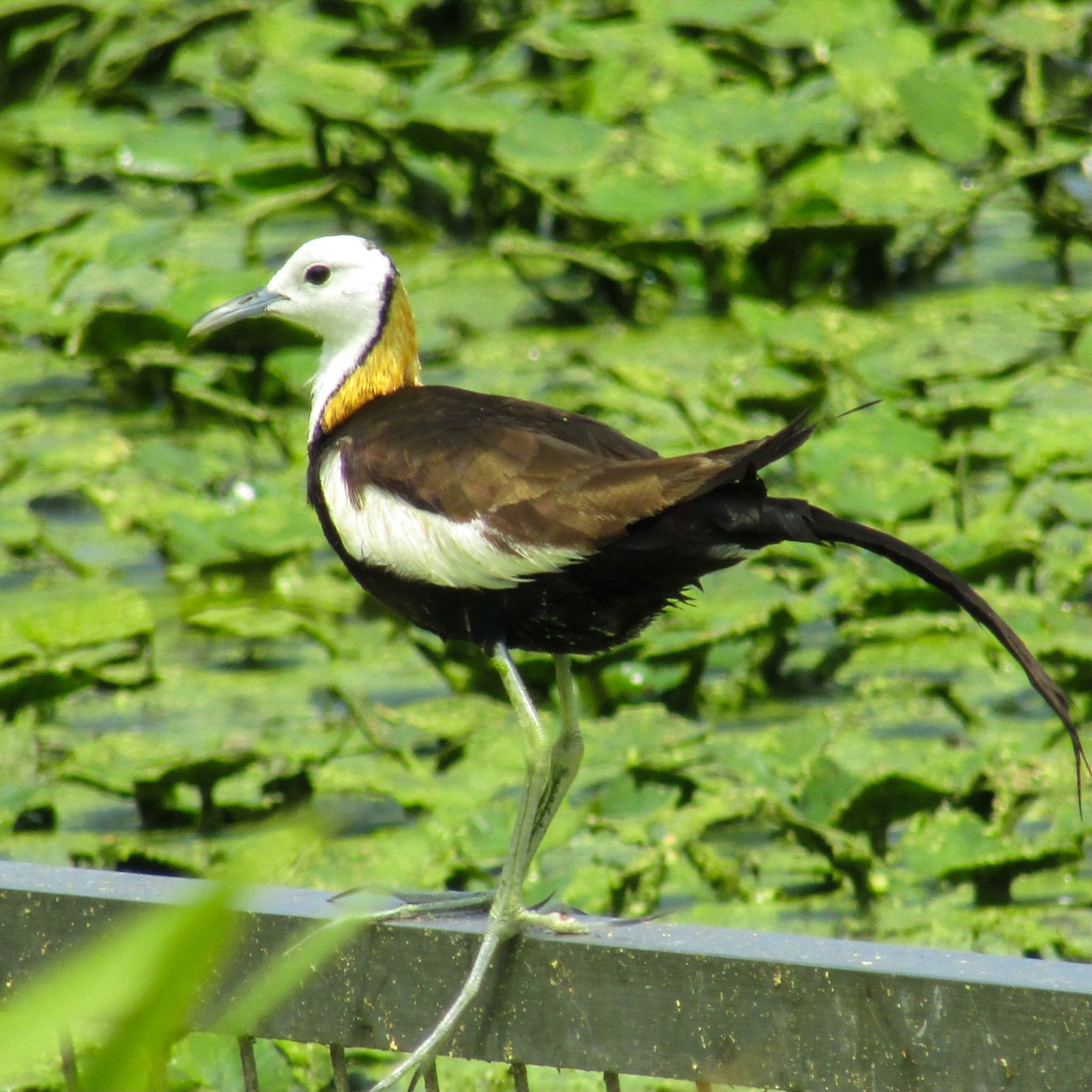 Photo of Pheasant-tailed Jacana at 大阪府 by みゆう