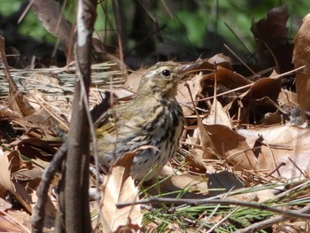 Olive-backed Pipit Nagai Botanical Garden Sun, 4/2/2017