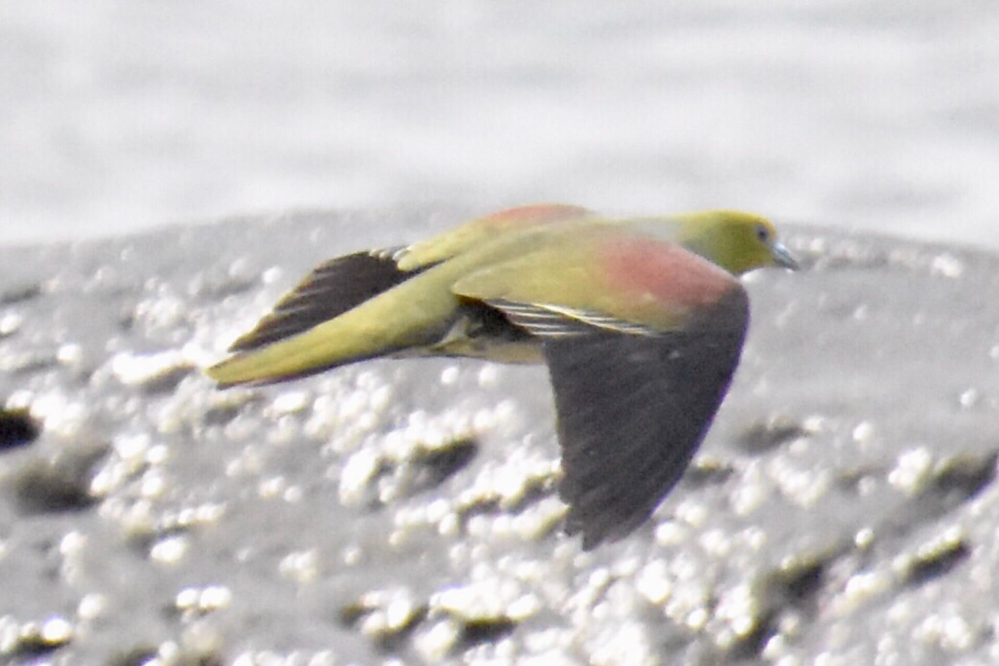 Photo of White-bellied Green Pigeon at Terugasaki Beach by 遼太