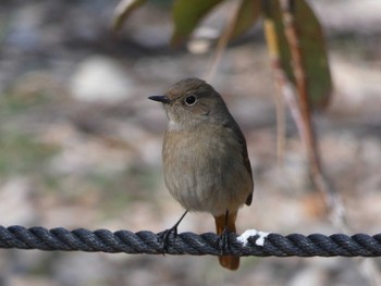 Daurian Redstart Nagai Botanical Garden Sun, 4/2/2017