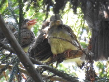 2021年7月22日(木) 四万川の野鳥観察記録