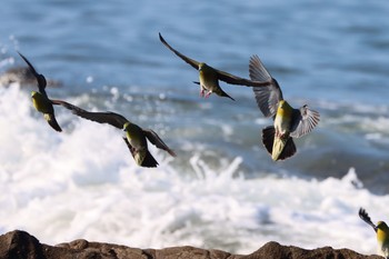 2021年7月25日(日) 大磯照ヶ崎海岸の野鳥観察記録