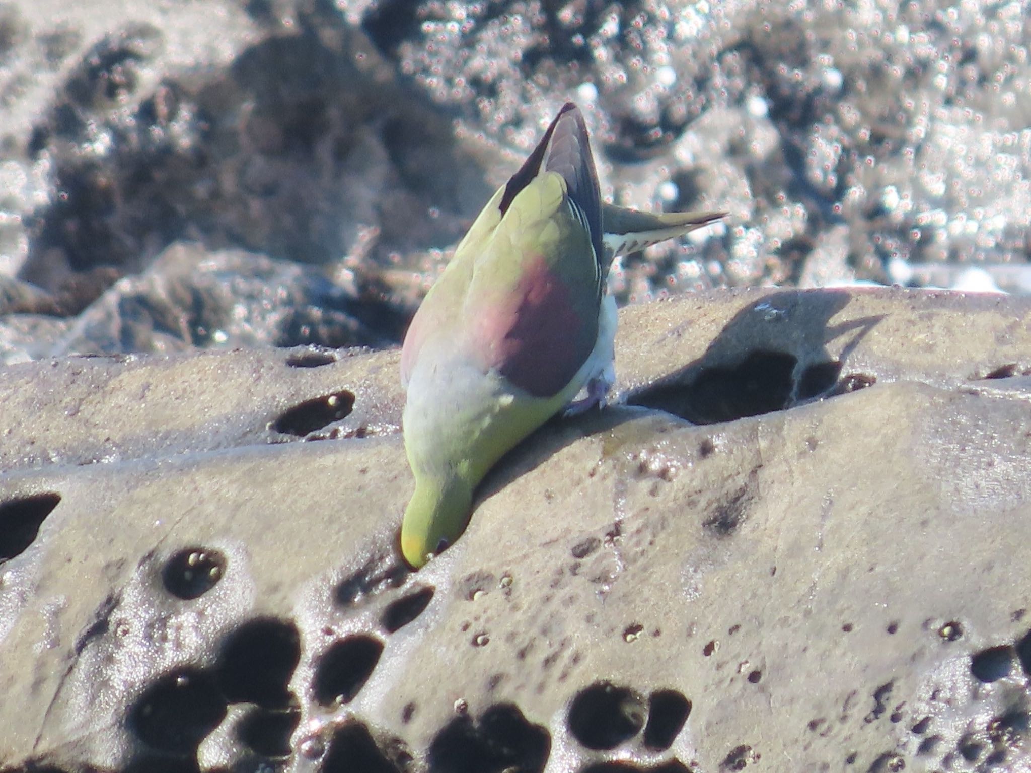 大磯照ヶ崎海岸 アオバトの写真 by ぽぽぽ