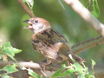 2021年7月18日(日) 葛西臨海公園の野鳥観察記録