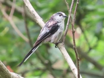 2021年7月11日(日) 早戸川林道の野鳥観察記録