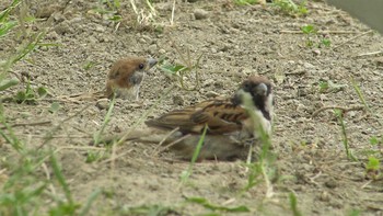 未同定 スズメ 撮影日未設定