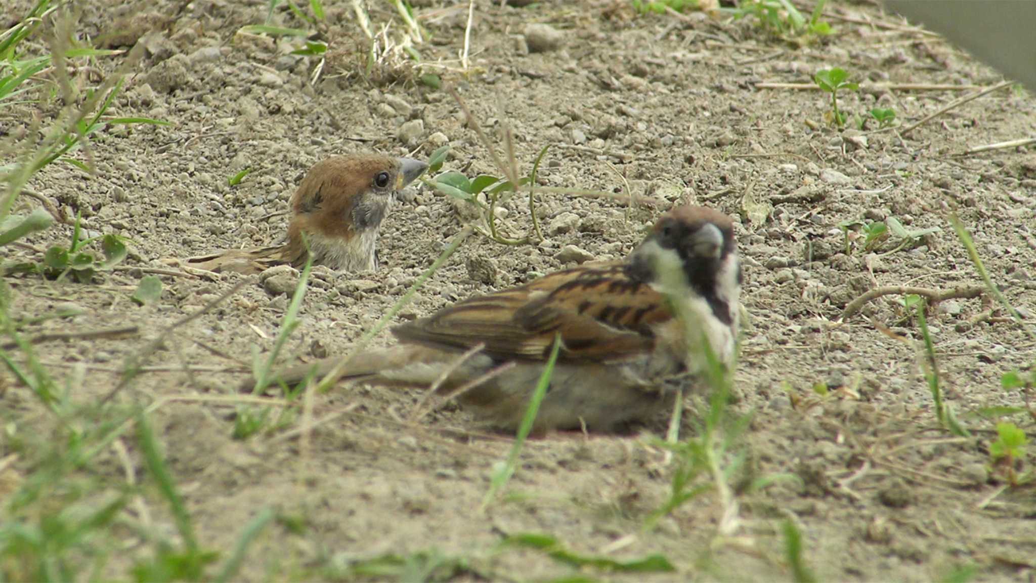 スズメの砂浴び動画公開中 by Birdlover.jp