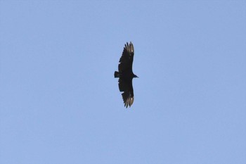 Black Vulture mexico Mon, 7/26/2021