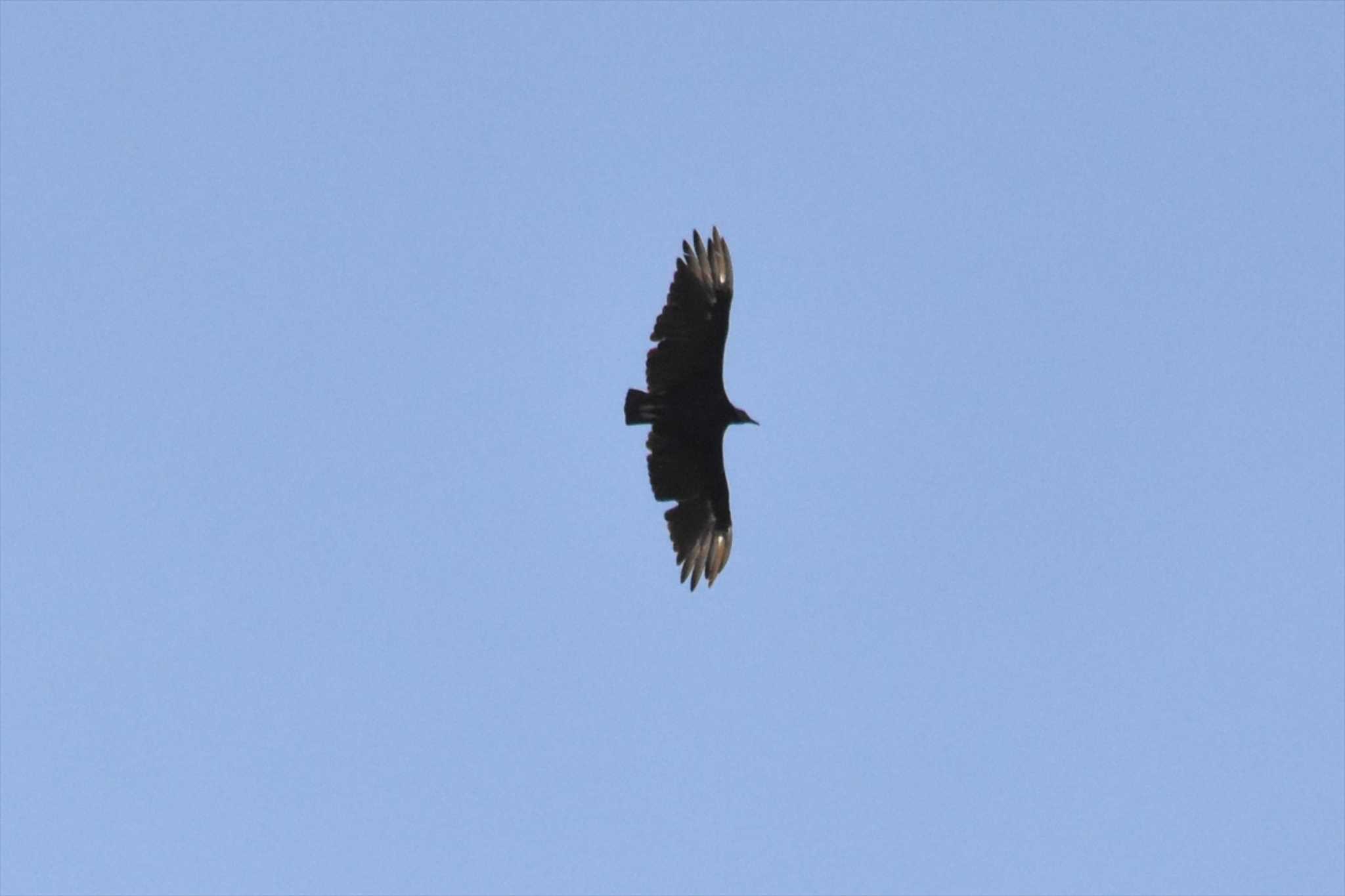 Photo of Black Vulture at mexico by ヨシテル