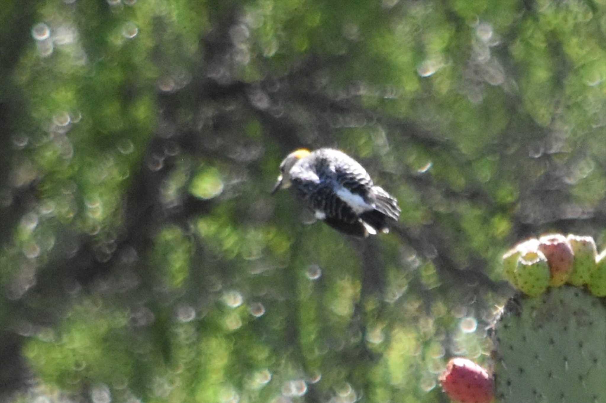 Photo of Yellow-fronted Woodpecker at  by ヨシテル