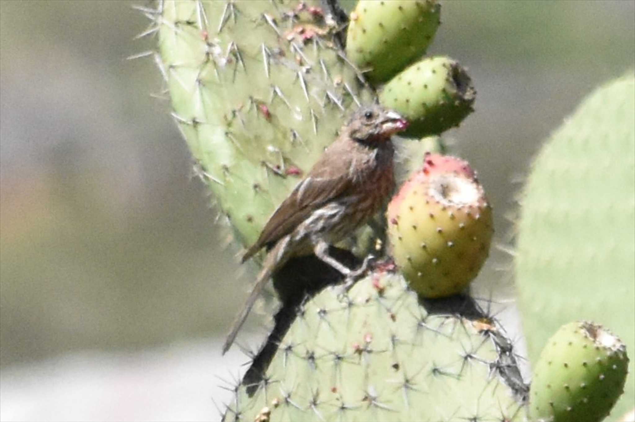 mexico メキシコマシコの写真 by ヨシテル