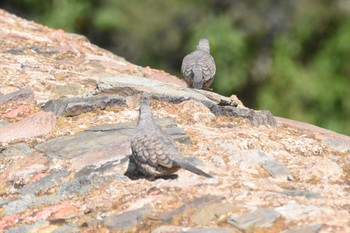 Inca Dove mexico Mon, 7/26/2021