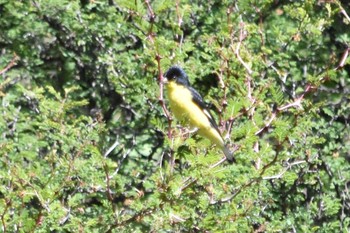 Lesser Goldfinch mexico Mon, 7/26/2021