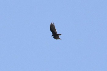 Turkey Vulture Unknown Spots Mon, 7/26/2021