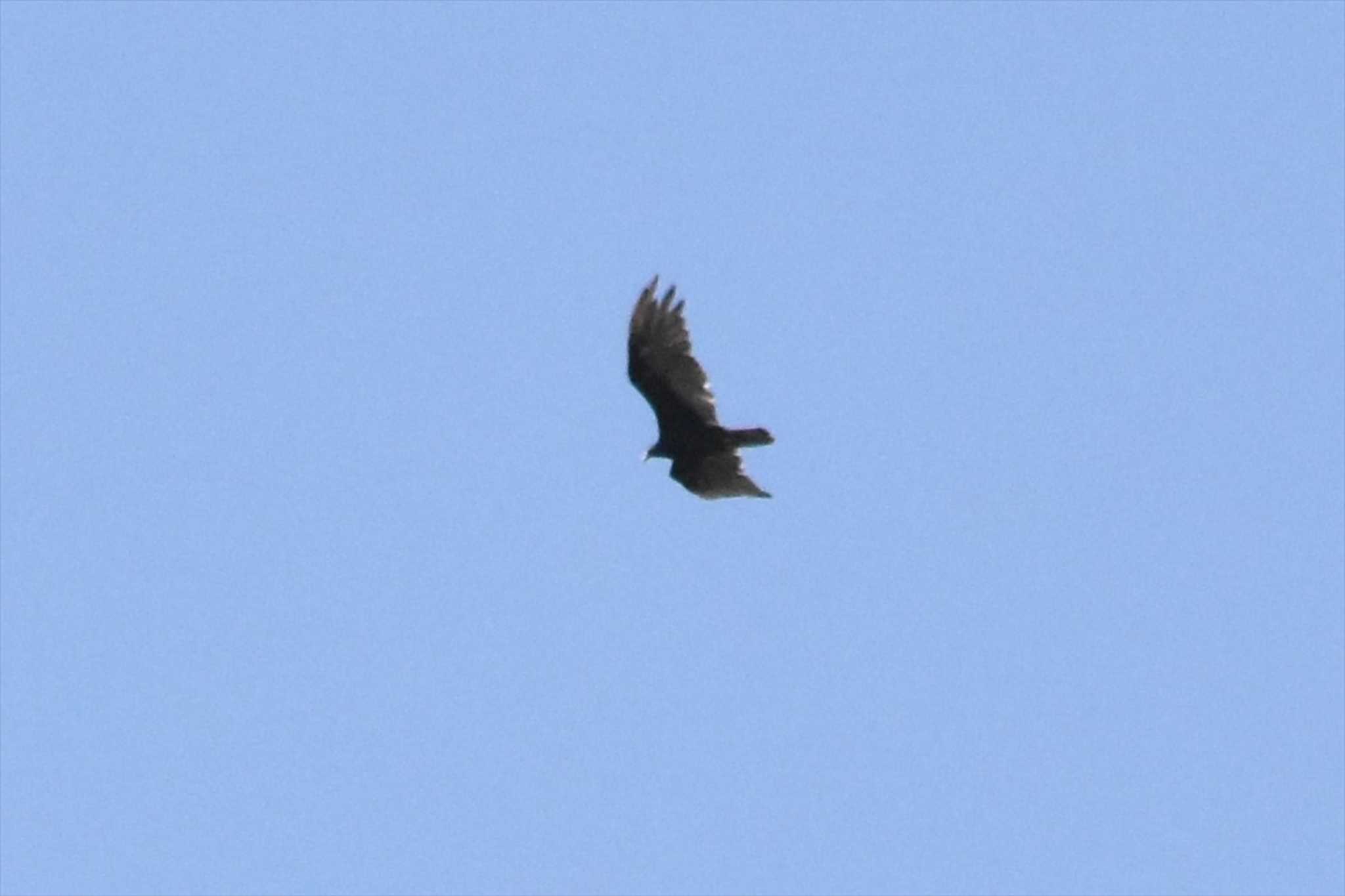 Photo of Turkey Vulture at  by ヨシテル