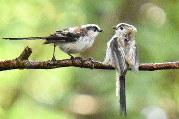 Long-tailed Tit 権現山(弘法山公園) Mon, 7/26/2021