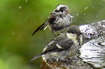 Japanese Tit 権現山(弘法山公園) Mon, 7/26/2021